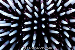 Sea urchin. by Ferdinando Meli 